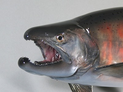 サツキマス剝製5 顔