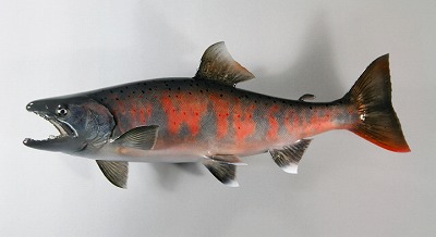 サツキマス剝製3 婚姻色の魚体