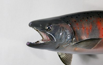 サツキマス剝製3 顔