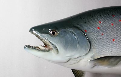 サツキマス剝製4 顔