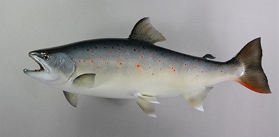 サツキマス剝製2 銀化魚体