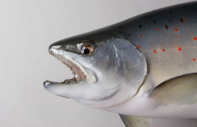 サツキマス剝製2 顔