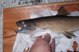 魚剝製のクリーニング　洗剤で磨く