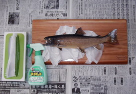 魚剝製のクリーニング　洗剤をかける準備