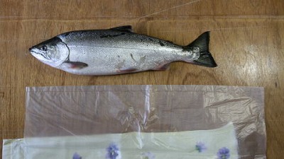 魚とビニール袋