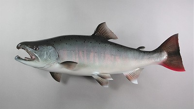 サクラマス婚姻色が薄く美しい画像