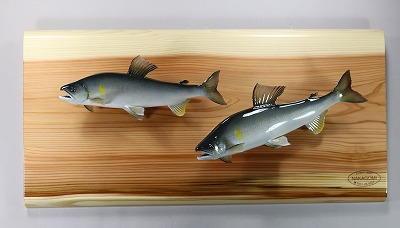 鮎が2匹で泳ぐ　剥製画像
