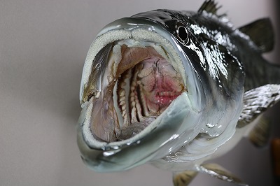 ブラックバス口の中