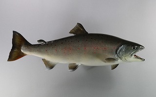 サツキマス剥製販売用画像