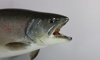 サツキマス　顔　剥製販売用画像