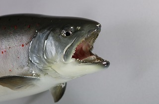 サツキマス　口のアップ　剥製販売用画像