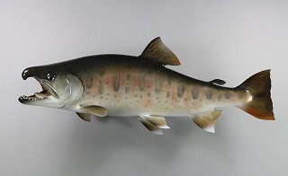 ヤマメ剥製販売用画像