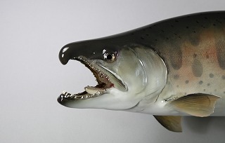 ヤマメ　顔　剥製販売用画像