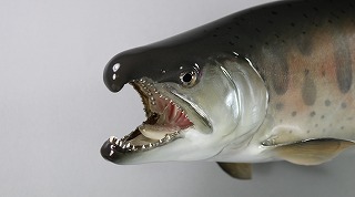 ヤマメ剥製顔販売用