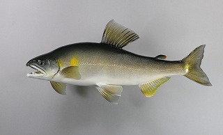 鮎　剥製販売用