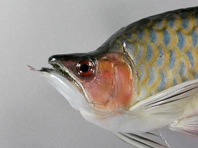 アロワナ剥製1　顔