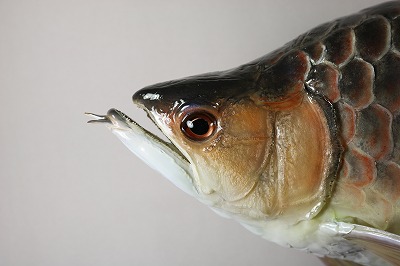 アロワナ剥製2　顔