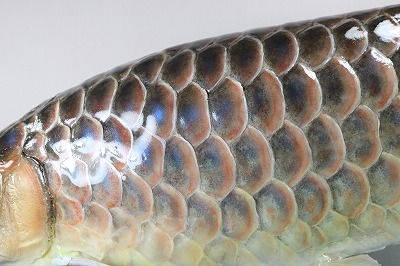 アロワナ剥製2　体側アップ