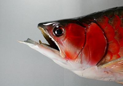 アロワナ剥製3　顔