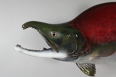 ベニザケ剝製　　オスの顔