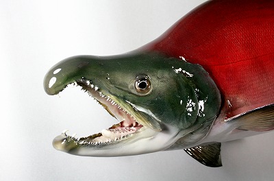 ベニザケ剝製2　雄の顔