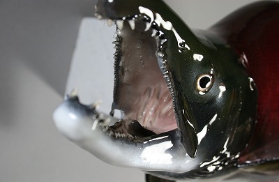 ベニザケ剝製　口の中