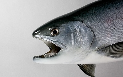 ビワマス剝製　ビワマス特有の顔