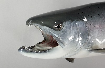 ビワマス剝製顔