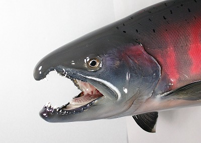 ビワマス剝製　婚姻色顔