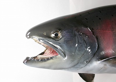 ビワマス剝製　産卵期メスの顔