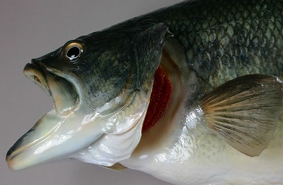 ブラックバス剝製2　エラのアップ