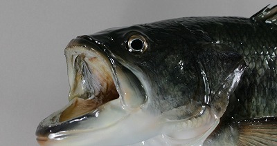 ブラックバス剝製2　顔