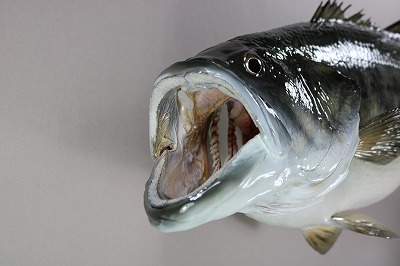 ブラックバス剝製1　湖