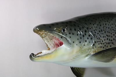 ブラウントラウト剝製　顔