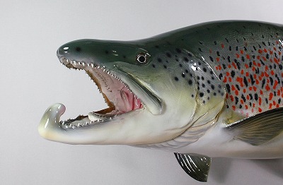 ブラウントラウト剝製　顔