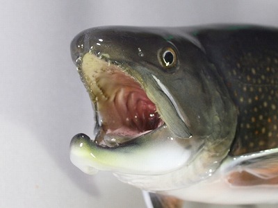 ブルックトラウト剝製2　顔