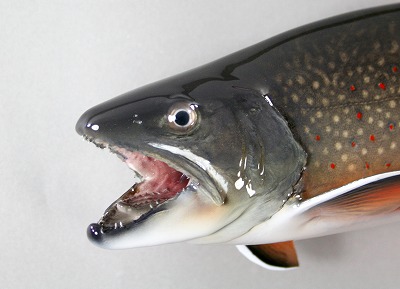 ブルックトラウト剝製　顔