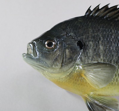 ブルーギル剝製　顔