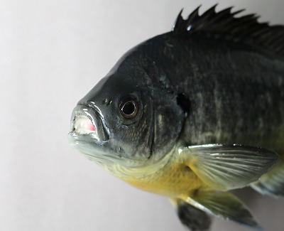 ブルーギル剝製　顔を斜め前から