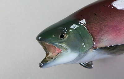 ヒメマス剥製3　顔