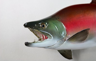 ヒメマス剥製2　顔