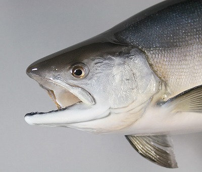 ヒメマス剥製　シルバーに光る顔