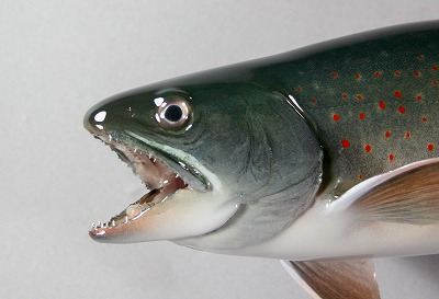 ミヤベイワナ剝製3 顔