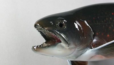 ミヤベイワナ剝製 顔