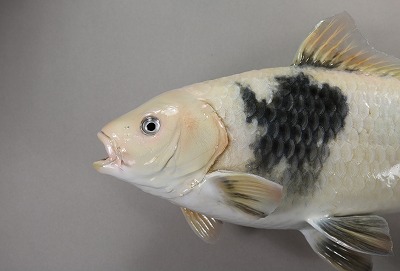 ニシキゴイ剝製4　顔