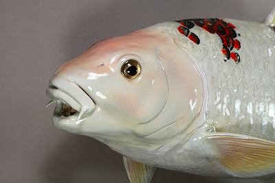 ニシキゴイ剝製3　顔