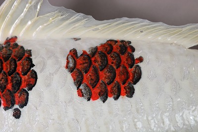 ニシキゴイ剝製3　体側の葡萄模様