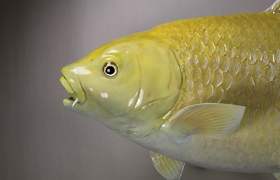 ニシキゴイ剝製2　顔