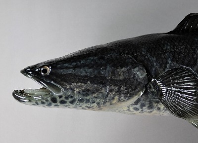 ライギョ剝製　顔