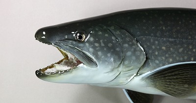 レイクトラウト剝製2 顔